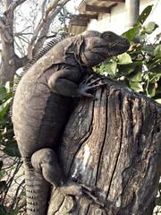 Ctenosaura acanthura