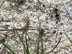 Dasymutilla arachnoides