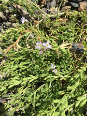 Cakile edentula edentula