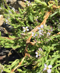 Cakile edentula edentula