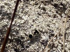 Dasymutilla arachnoides