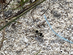 Dasymutilla arachnoides