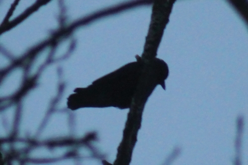 Western Jackdaw (Coloeus monedula), photo 8