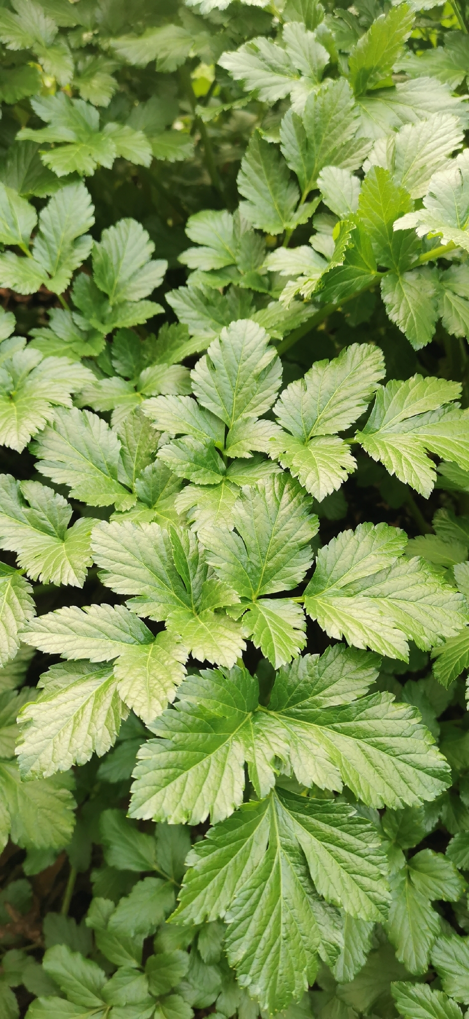 Alexanders