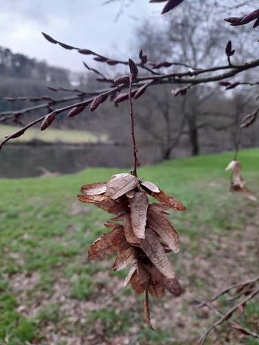 European hornbeam