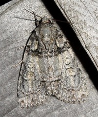 Acronicta ovata