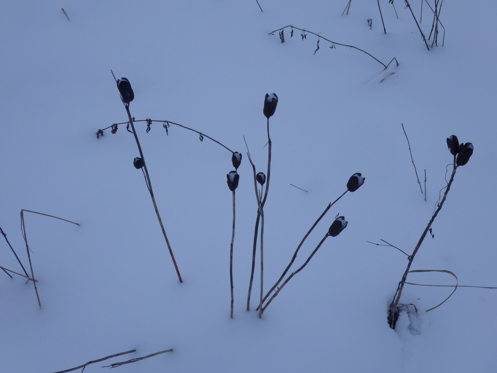 Siberian iris