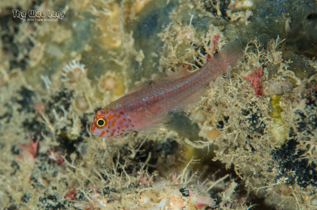 Four-Eye Pygmy Goby