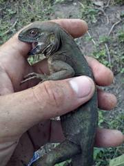 Ctenosaura acanthura