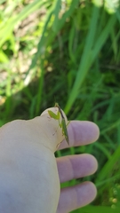 Callimantis antillarum