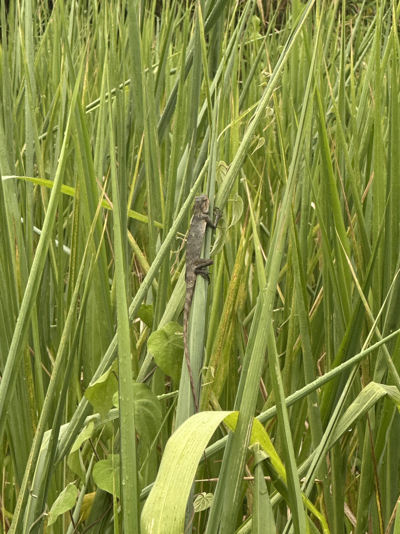 Calotes iadina