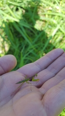 Callimantis antillarum