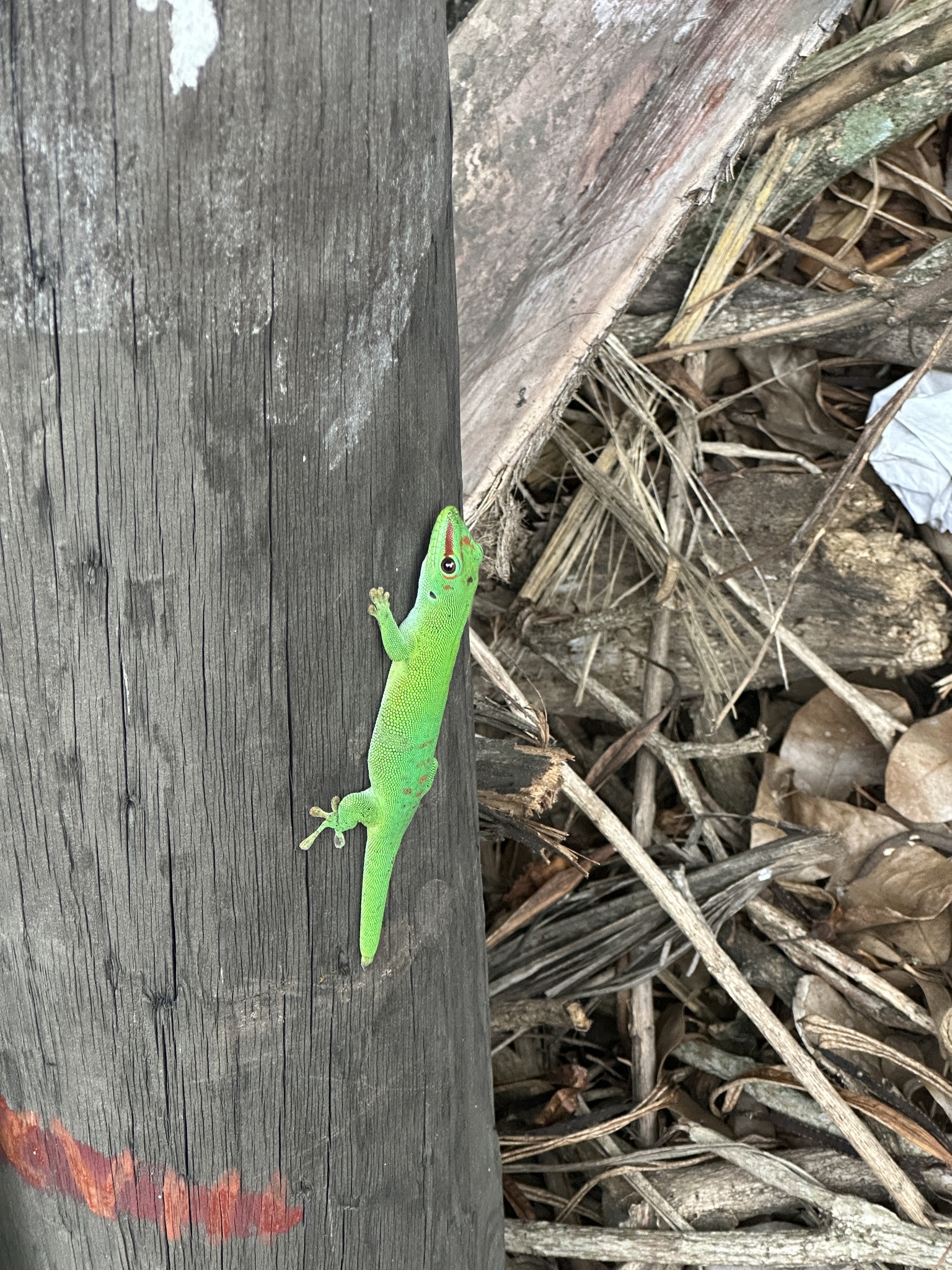 Striped Day Gecko, Phelsuma punctulata