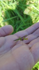 Callimantis antillarum