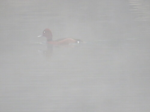 Ferruginous Duck (Aythya nyroca)