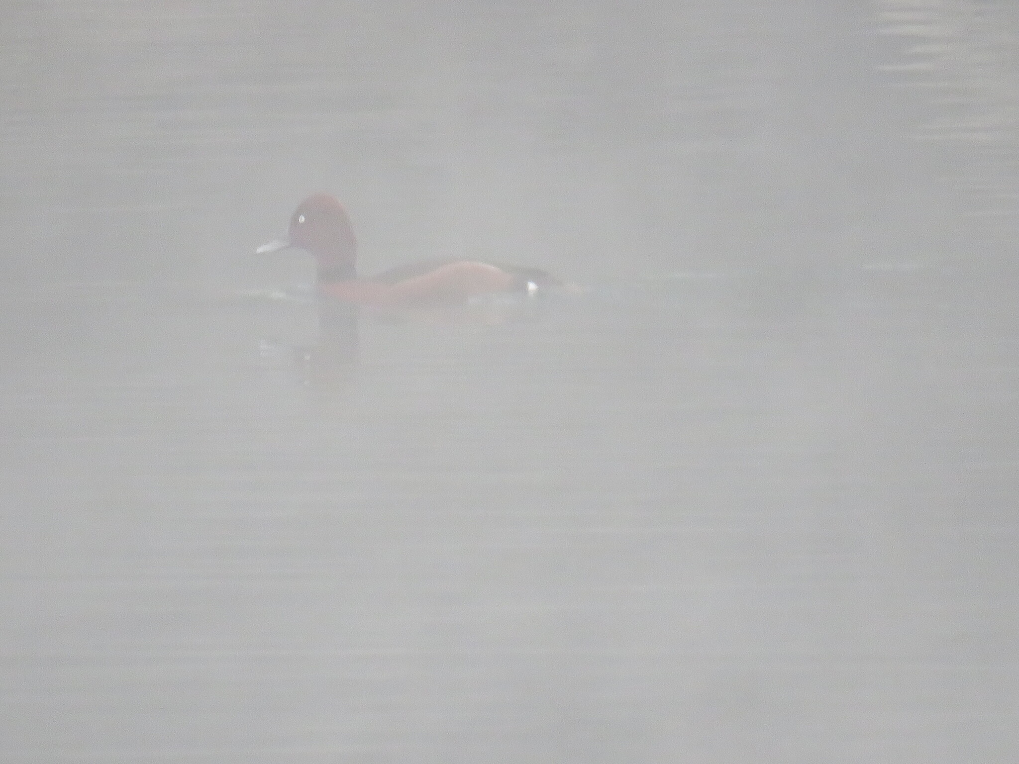Ferruginous Duck (Aythya nyroca), photo 1