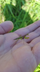 Callimantis antillarum