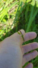 Callimantis antillarum