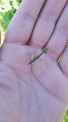 Callimantis antillarum