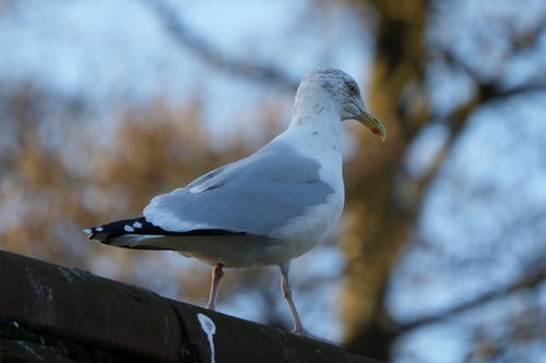 European Herring Gull (Larus argentatus), photo 9