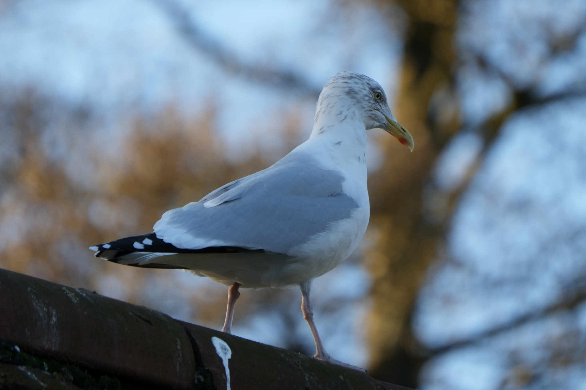 European Herring Gull (Larus argentatus), photo 10