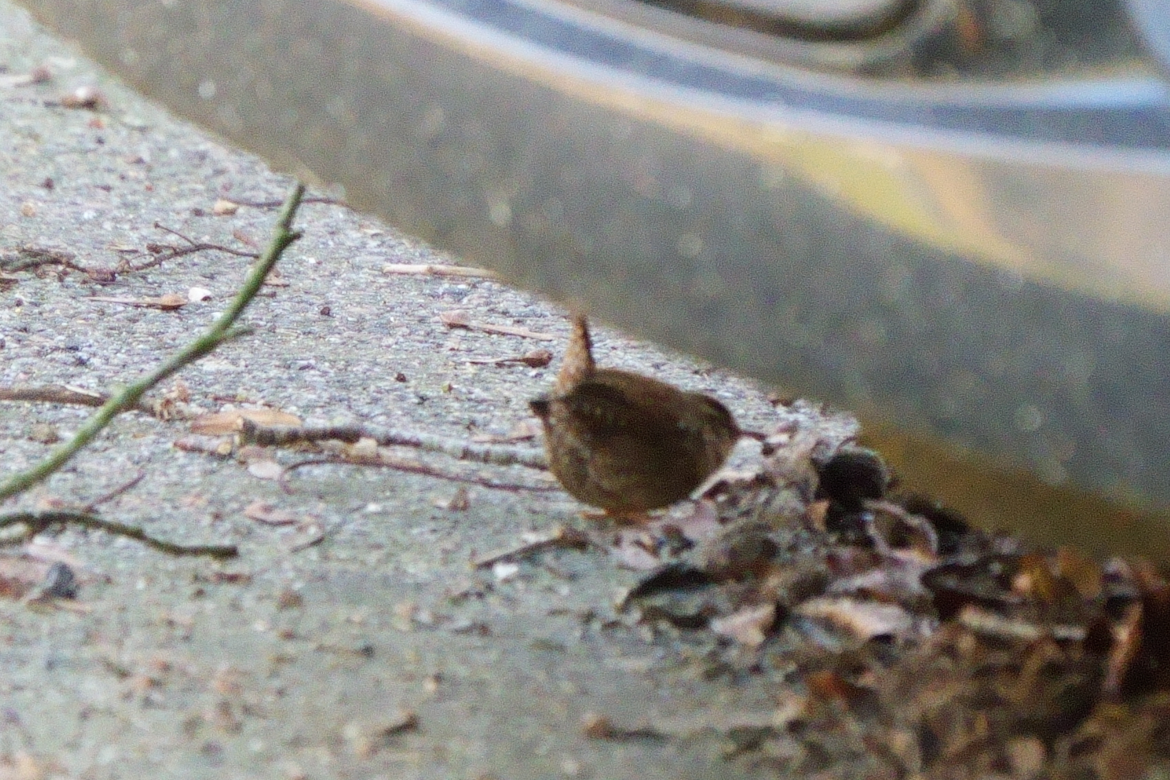 Eurasian Wren (Troglodytes troglodytes), photo 5