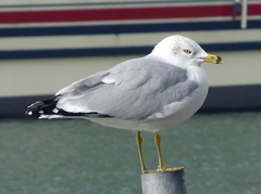 Larus delawarensis
