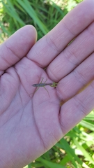 Callimantis antillarum