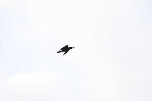 Brown-necked Raven