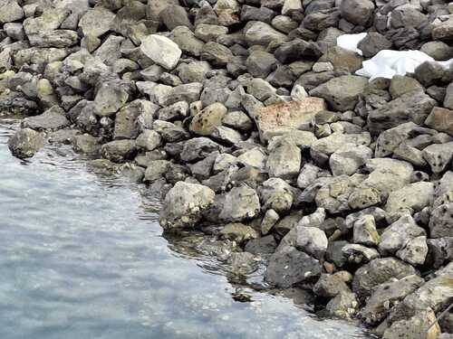 Little Heron