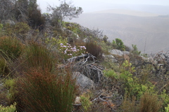 Pseudoselago serrata