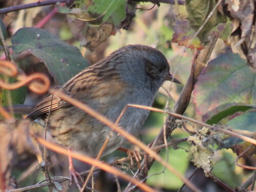 Dunnock (Prunella modularis), photo 2