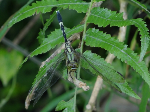 Orthetrum sabina