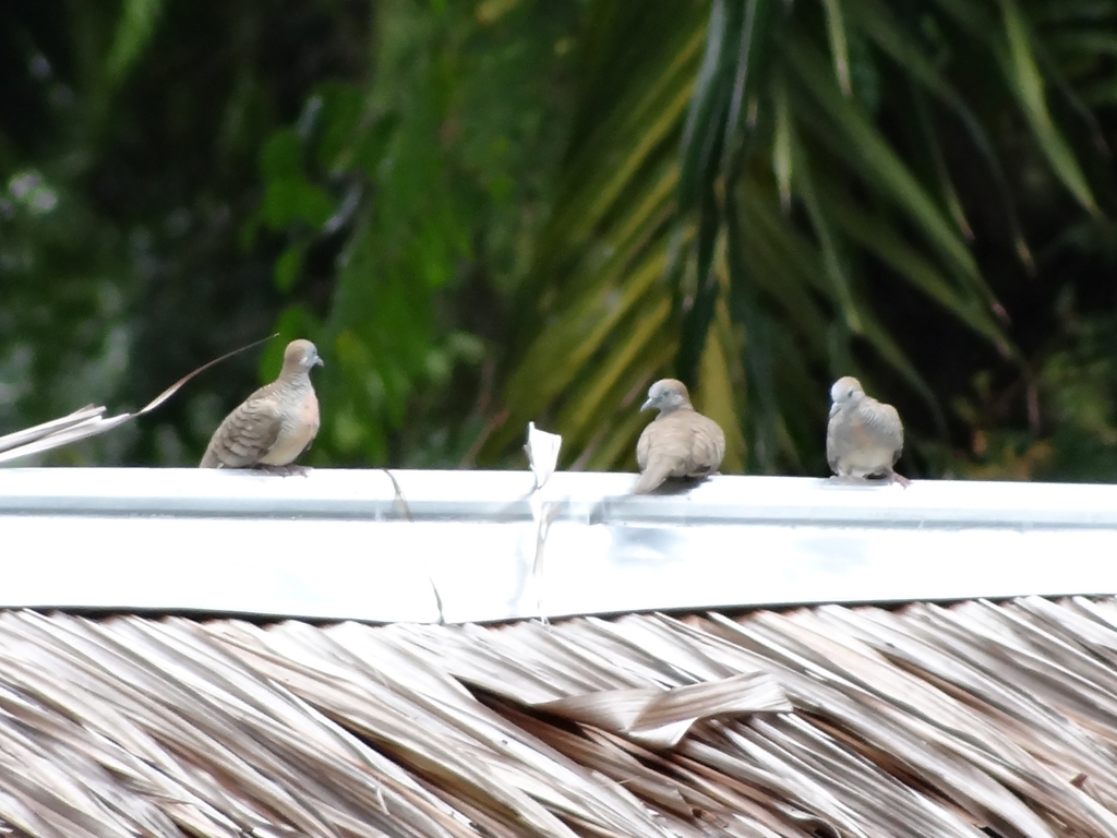 Barred Ground Dove (Geopelia striata)
