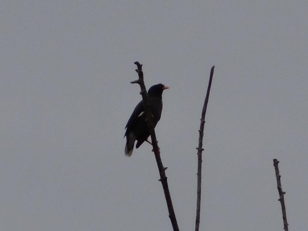 Javan Myna (Acridotheres javanicus)
