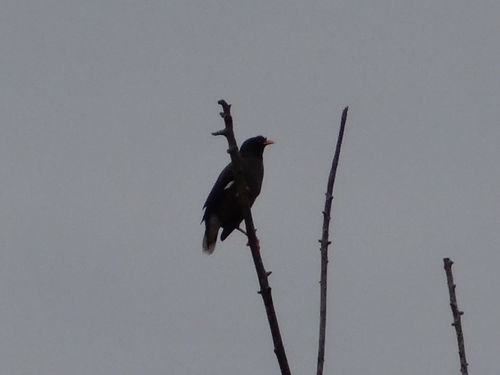 Acridotheres javanicus