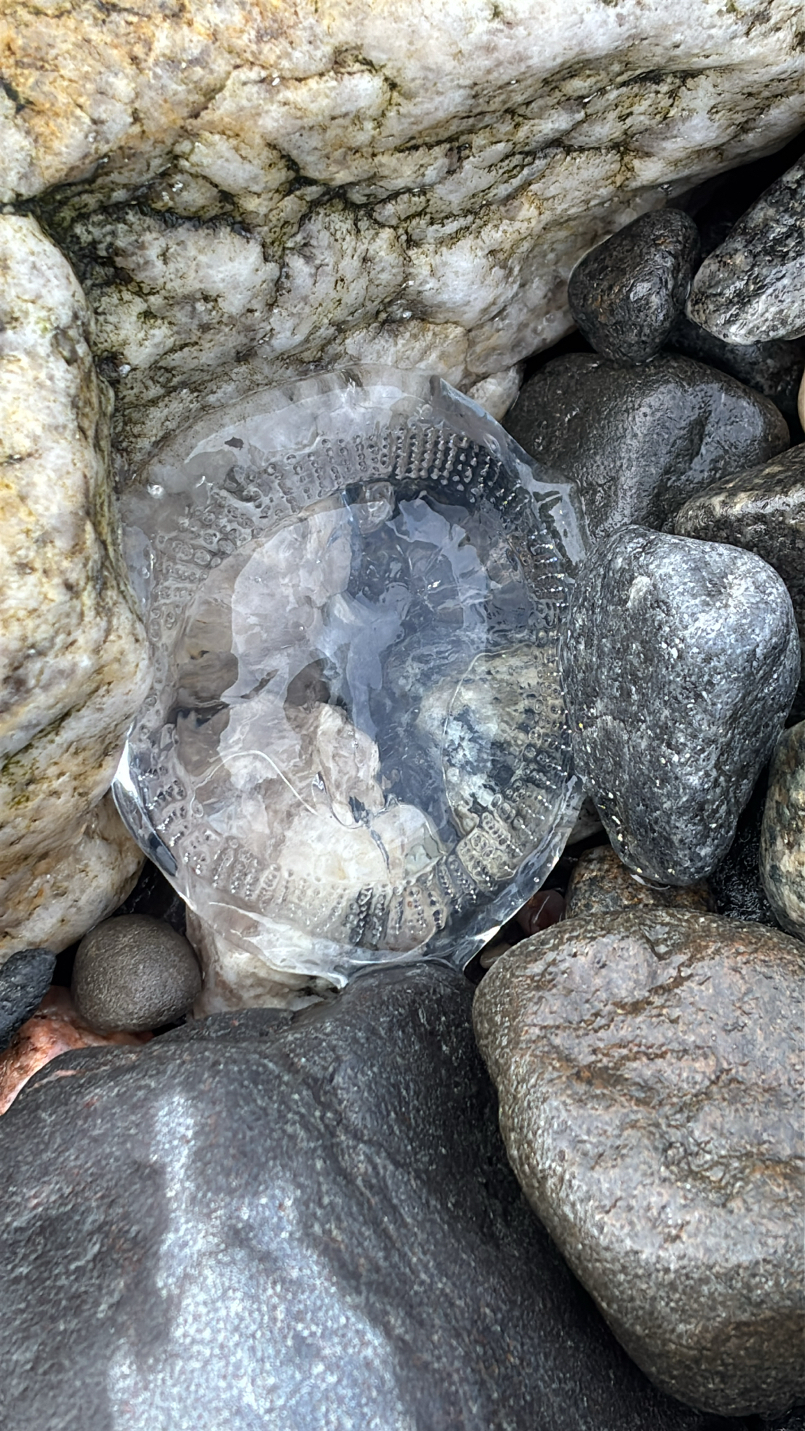 Rhacostoma atlanticum L.Agassiz, 1851
