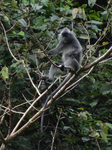 Trachypithecus cristatus