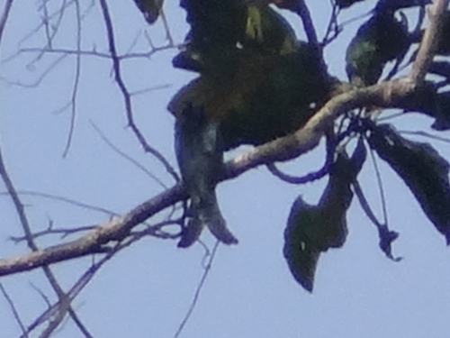 Surniculus lugubris
