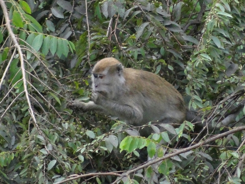 Macaca fascicularis