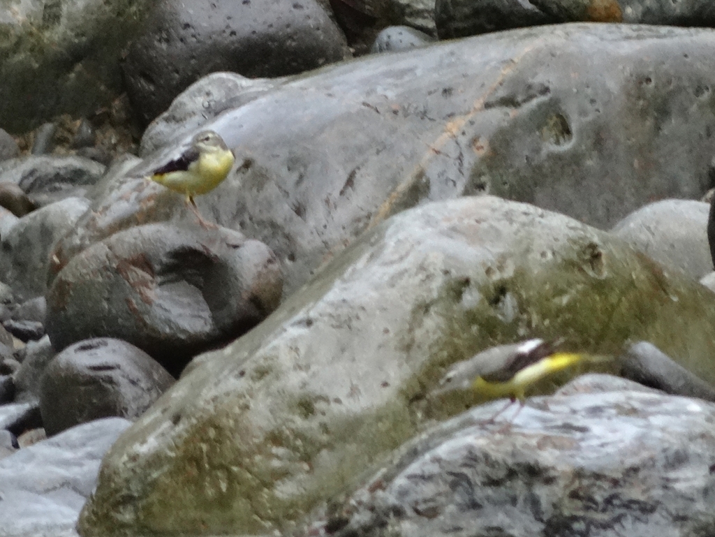 Cuereta torrentera (Motacilla cinerea)