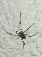 Platybunus