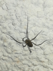 Platybunus