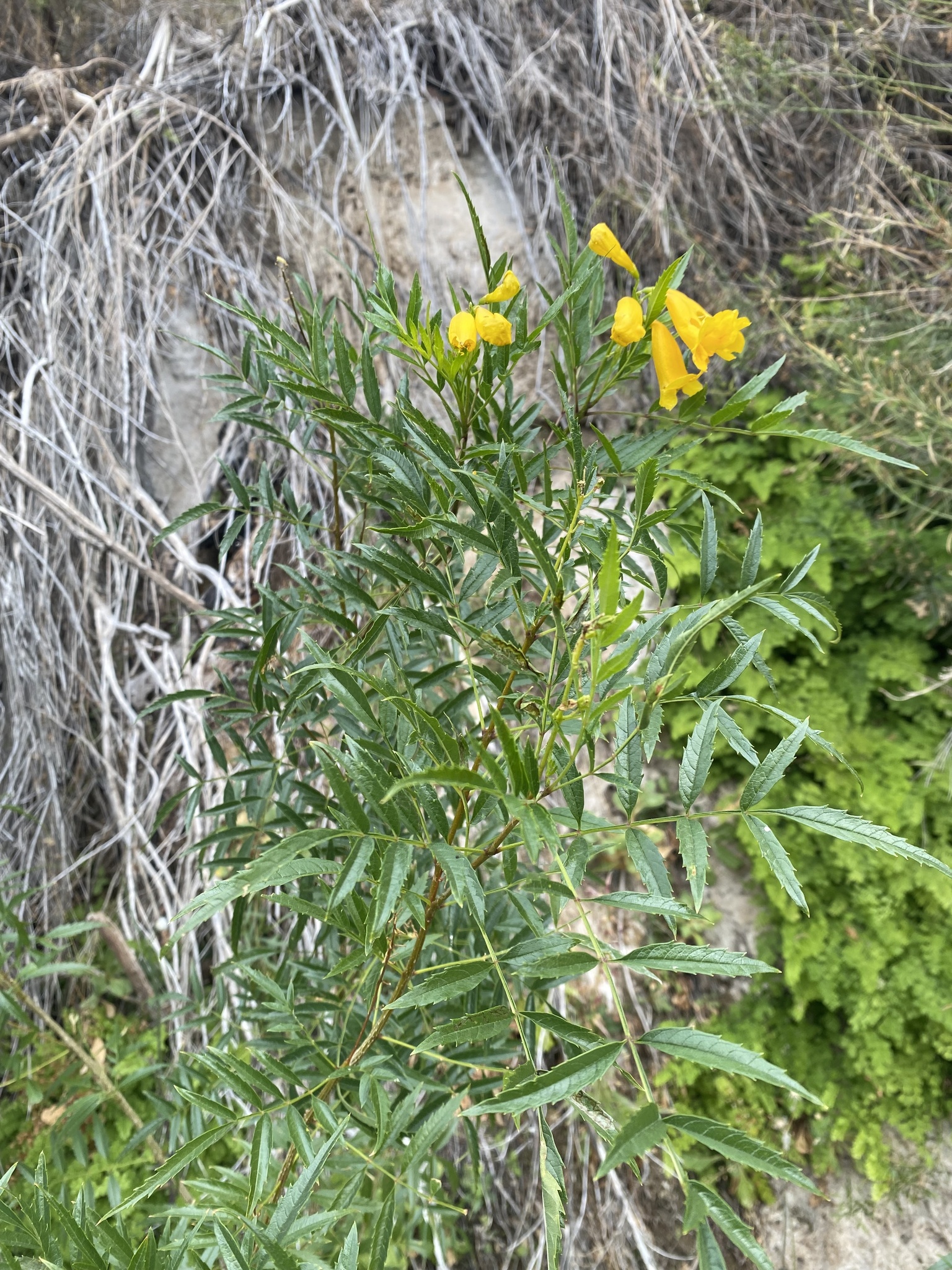 Yellow bells