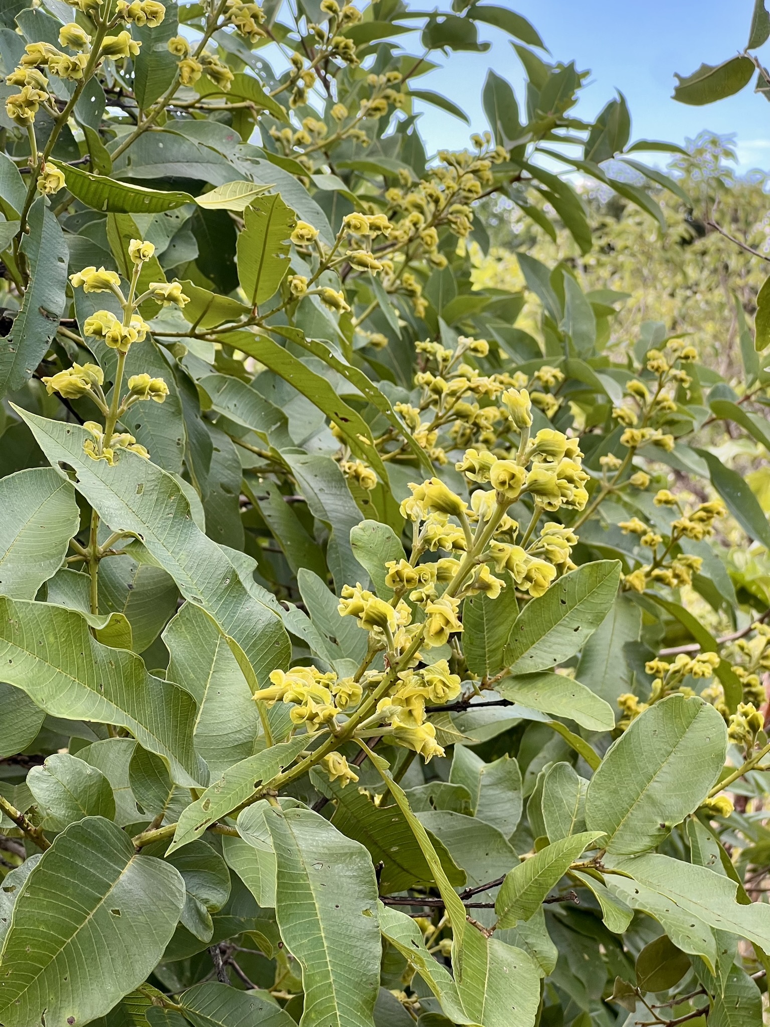 Qualea grandiflora