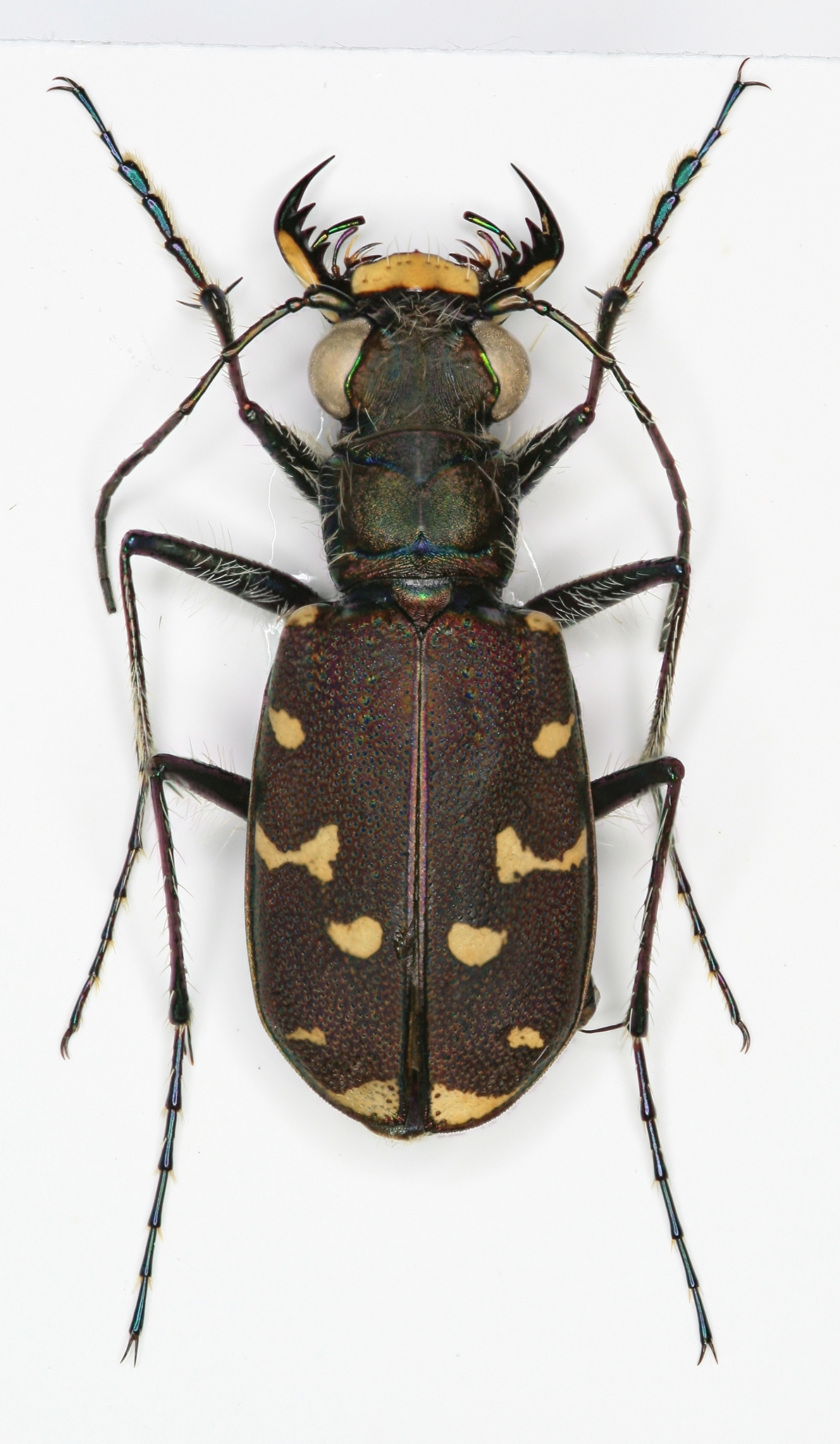 DeliciousTaylormade BeeAroundLil’BEEtle DeliciousTaylormade BeeAroundLil'BEEtle Jayland USA