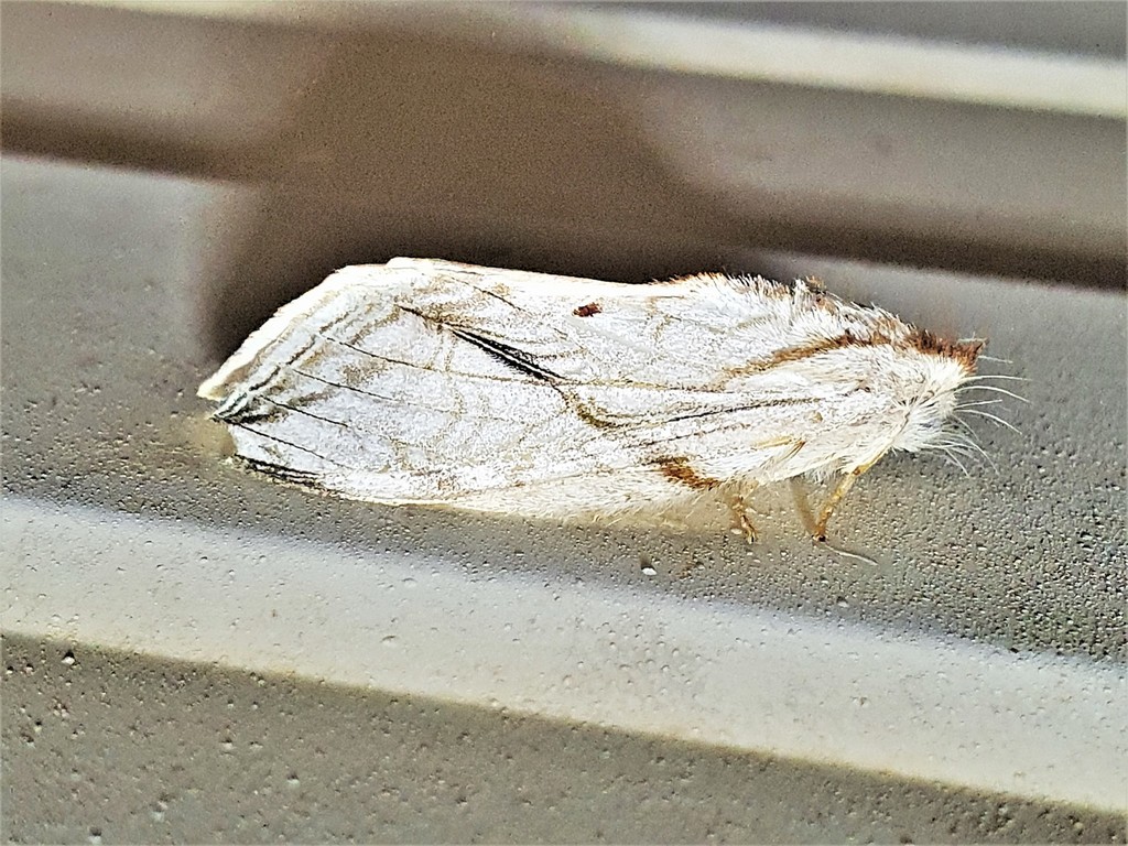 Trumanda cassiope