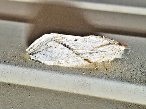 Trumanda cassiope