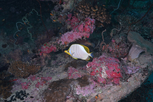 Chaetodon xanthocephalus