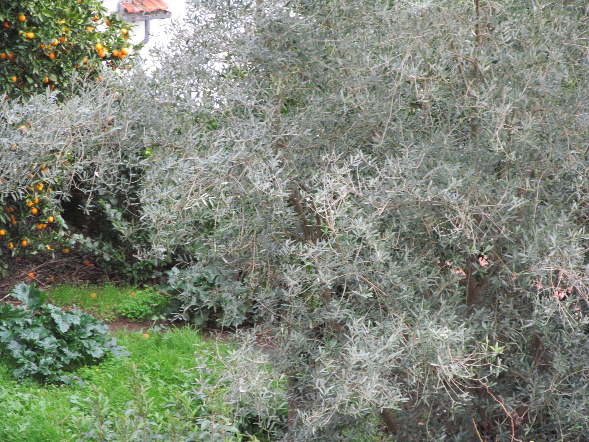 Olea europaea